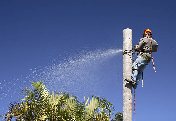 How Our Tree Care Process Works  in  Ironton, OH